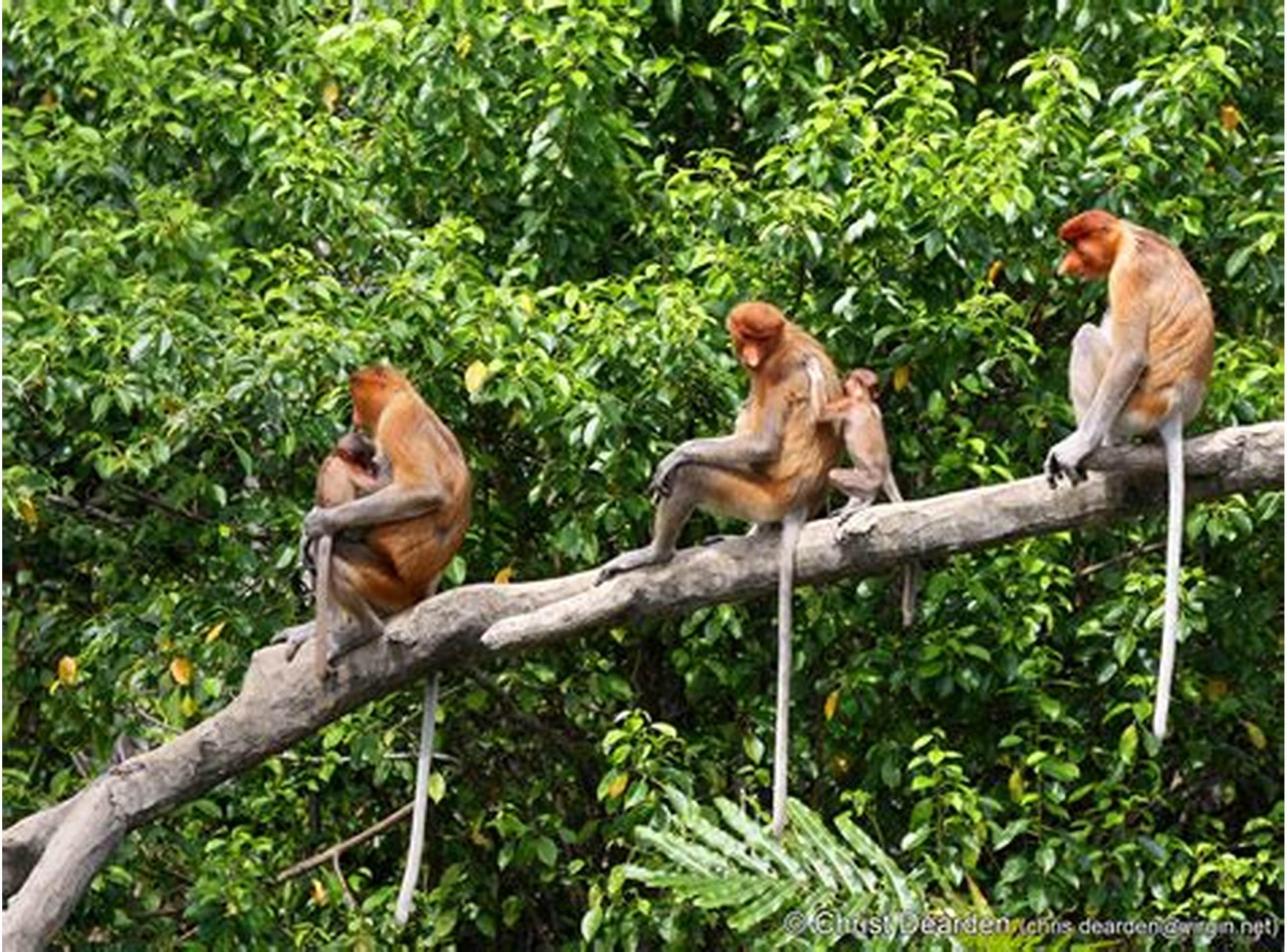 Contoh Flora dan Fauna: Keanekaragaman Hayati Bumi