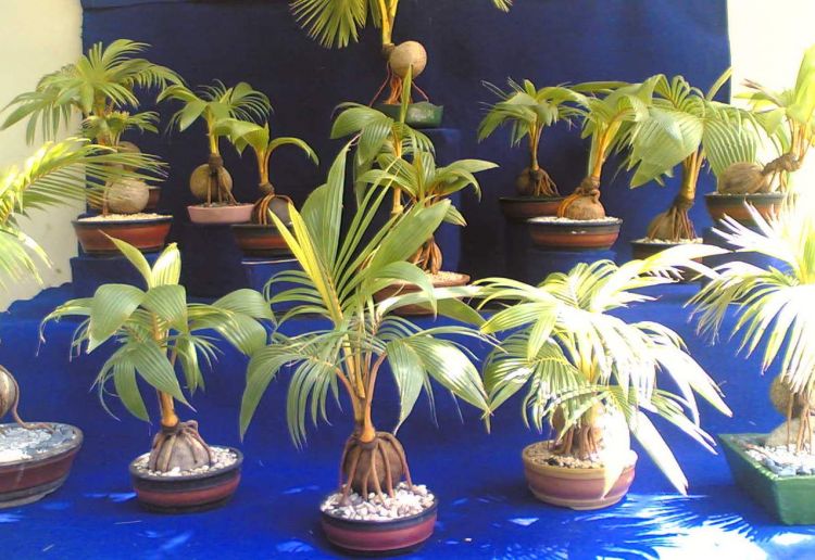 Proposal Usaha Tanaman Hias Bonsai: Peluang Bisnis yang Mengakar?