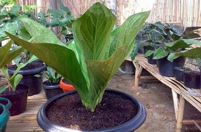 Mempesona dengan Keindahan Daun: Mengenal Beragam Tanaman Hias Daun