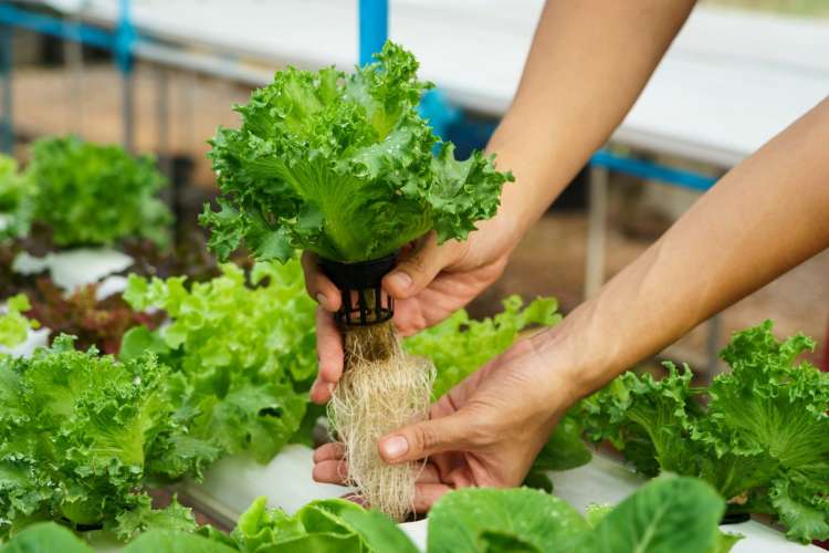Hidroponik Sederhana: Peluang Usaha Sayur yang Menjanjikan?