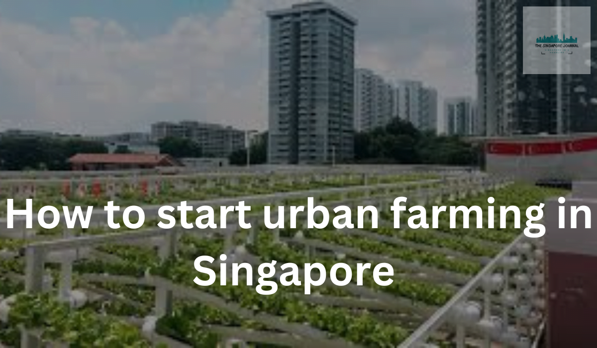 Kursus Urban Farming di Singapura: Apa yang Perlu Anda Ketahui?