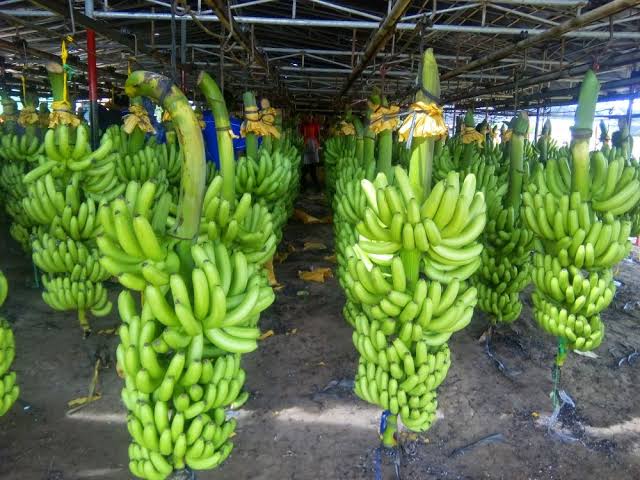Kebun Pisang Cavendish: Potensi Makassar?