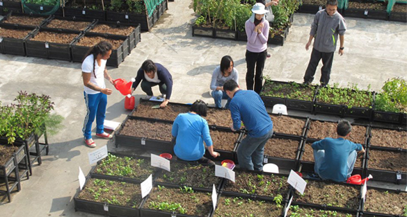 Urban Farming Hong Kong: Solusi atau Tren Sesaat?