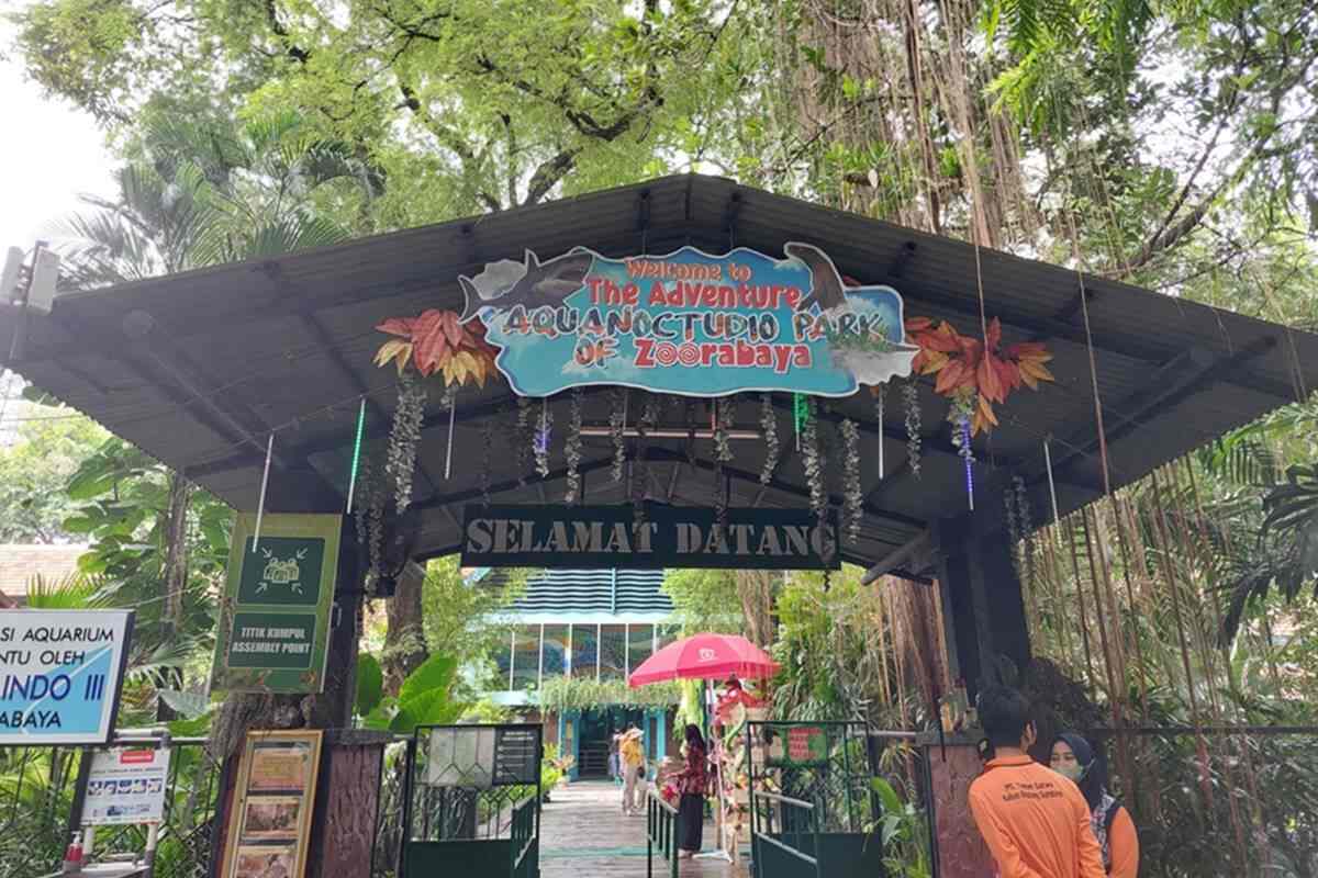 Kebun Binatang Surabaya: Lebih dari Sekadar Koleksi Satwa