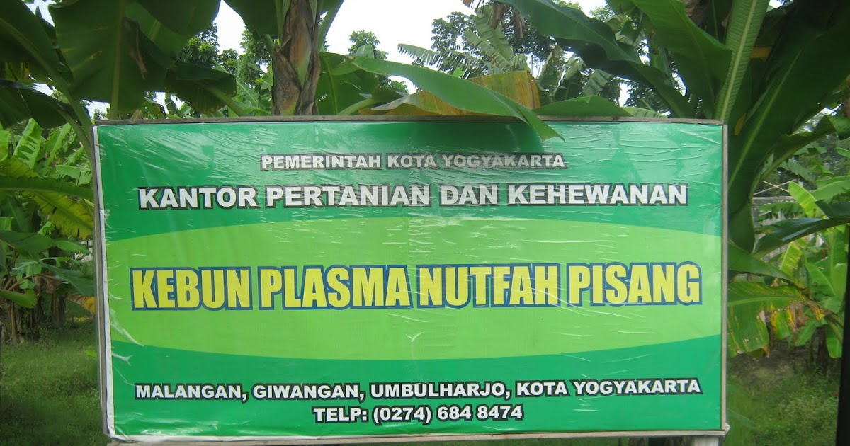 Kebun Plasma Nutfah Pisang Yogyakarta: Kekayaan Biodiversitas Lokal