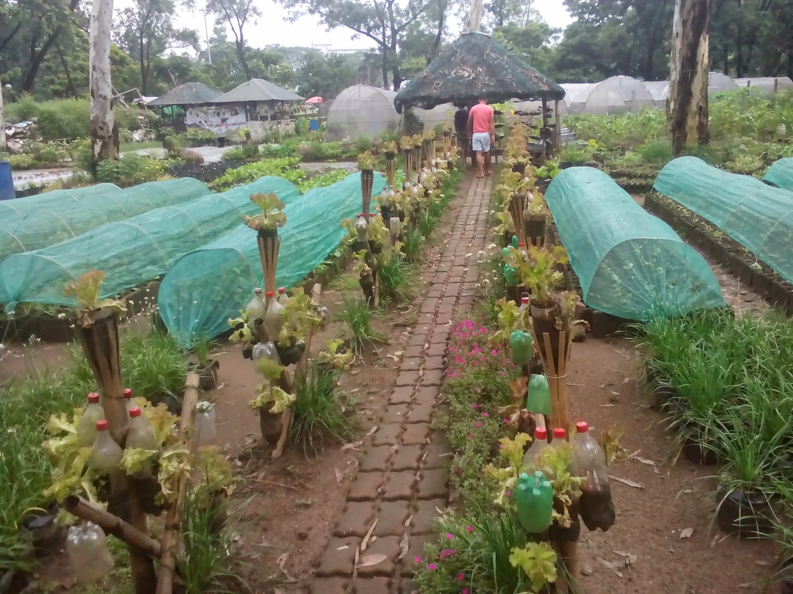 Menggali Kebahagiaan di Balik Urban Farming Quezon City