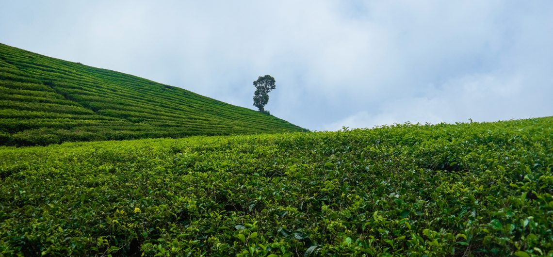 Kebun Teh Kota Solok: Pesona Tersembunyi di Jantung Sumatera