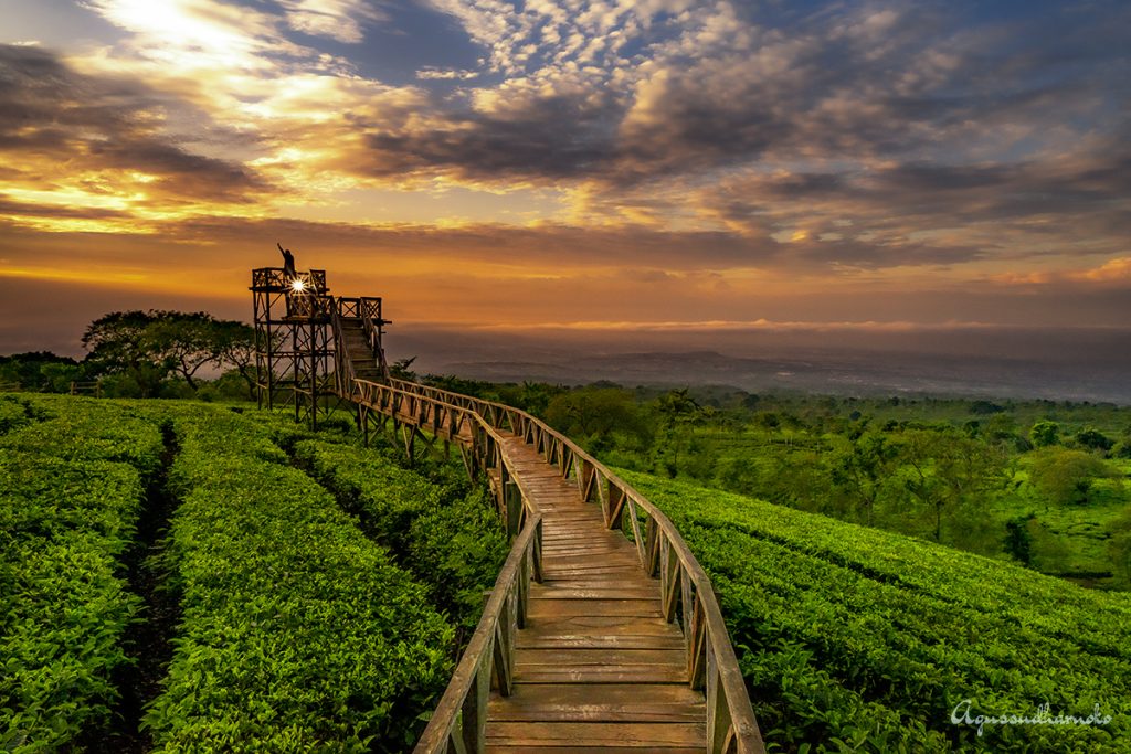 Kebun Teh Kota Batu: Pesona dan Potensinya