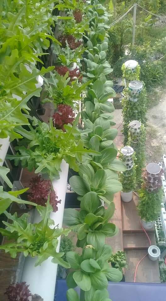 Hidroponik Vertikultur: Solusi Pertanian Urban Masa Depan?