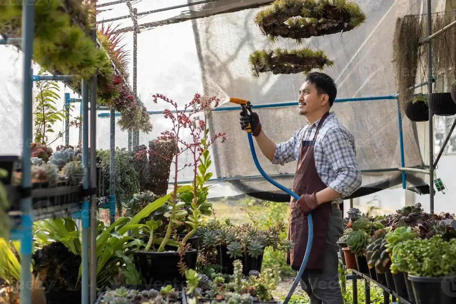 Bisnis Tanaman Hias dari Rumah: Potensi dan Strategi