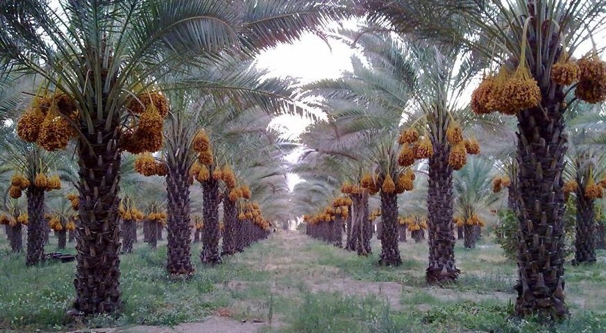 Kebun Bidara Arab di Banda Aceh: Potensi dan Prospek Pengembangan