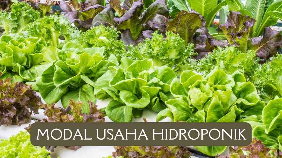 Usaha Hidroponik: Menguntungkankah?