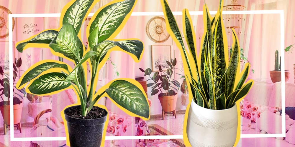 Tanaman Hias Ideal untuk Interior Rumah Anda