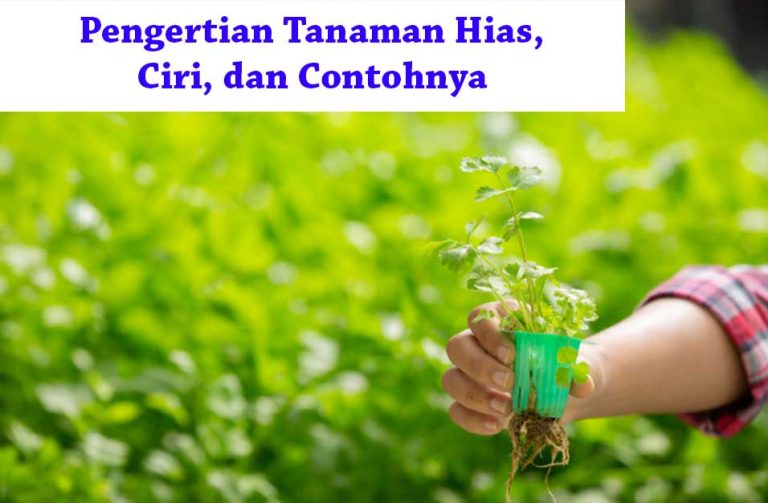 Kewirausahaan Tanaman Hias: Peluang dan Tantangan
