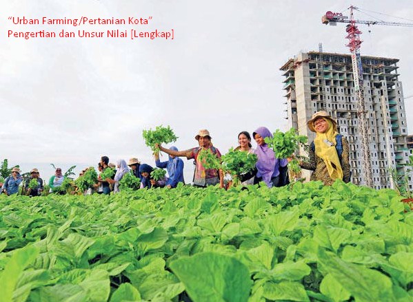 Urban Farming: Perspektif Ahli tentang Revolusi Pertanian Kota