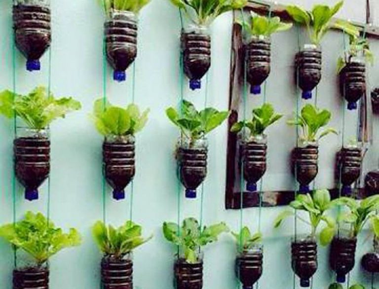 Vertikultur Botol: Solusi Urban untuk Berkebun?