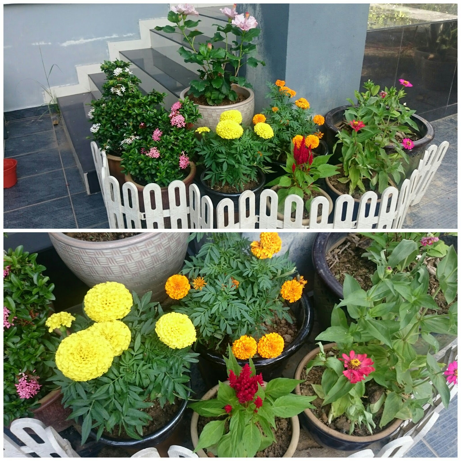 Bunga Taman Rumah: Keindahan dan Manfaatnya