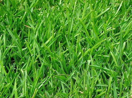 Rumput Hias: Keindahan dan Fleksibilitas dalam Landskap