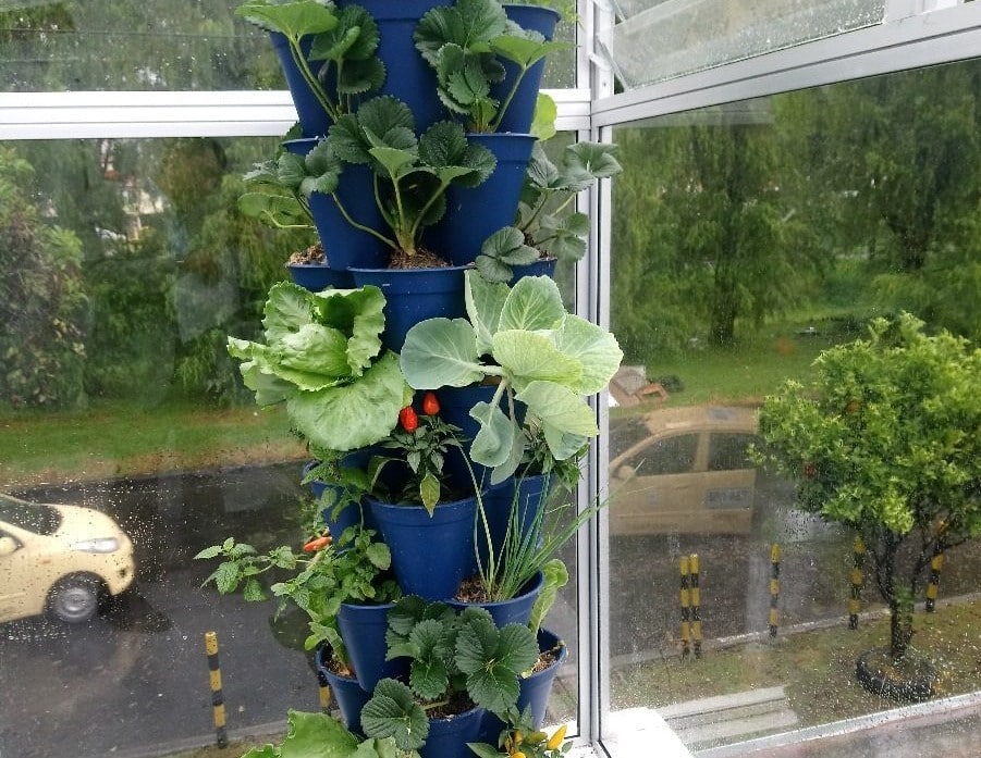 Vertikultur Susun: Solusi Urban Farming yang Efisien?