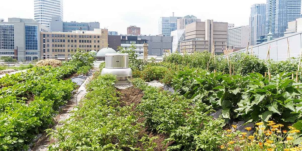 Urban Farming: Atas atau Bawah Tanah?