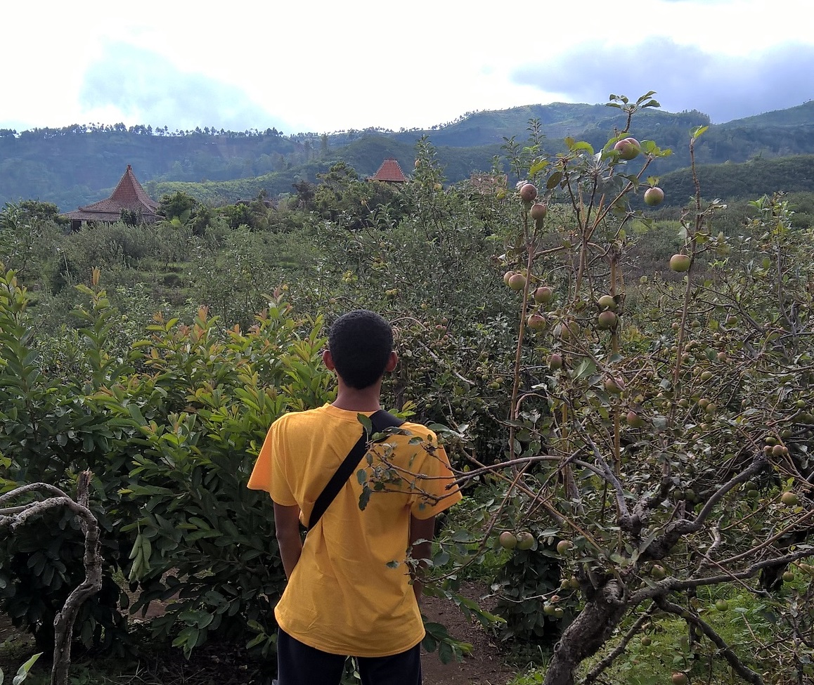 Pesona Kebun Apel Malang: Mengapa Batu Jadi Ikonnya?