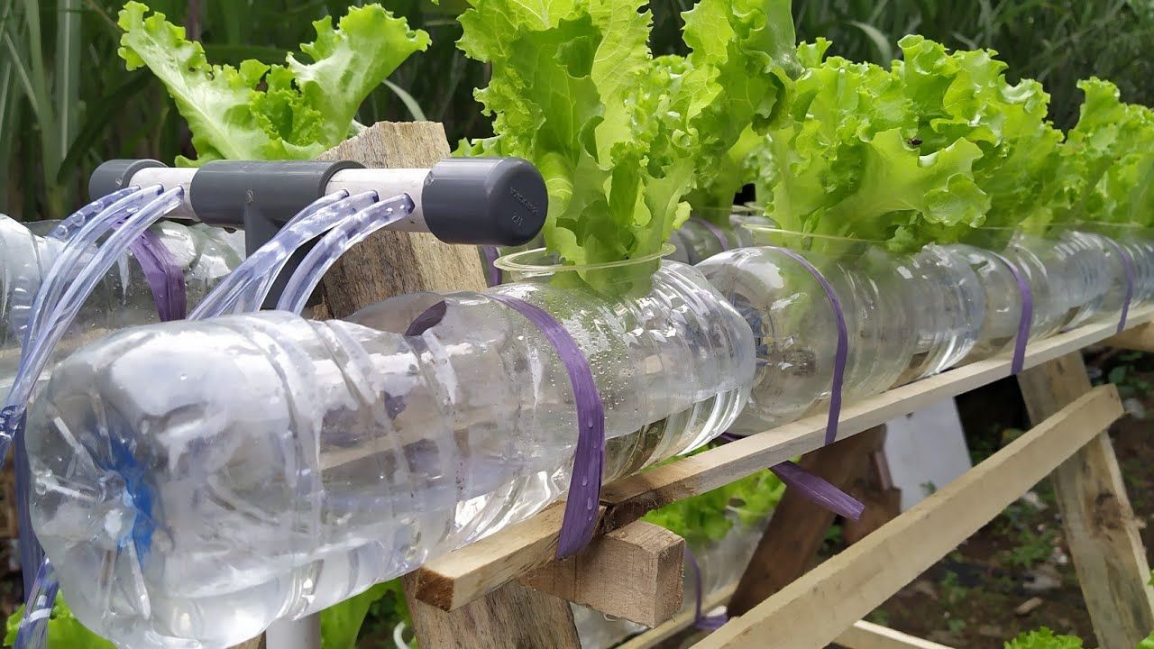 Hidroponik Botol Aqua: Solusi Mudah dan Murah?
