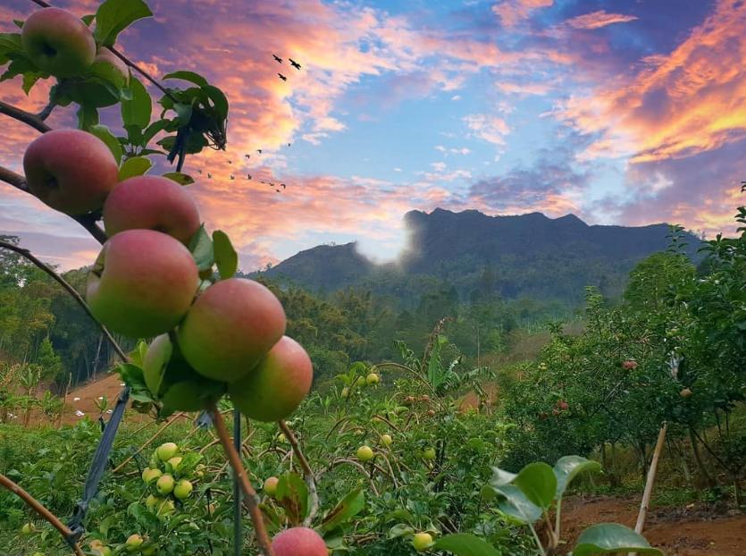 Kebun Apel Malang: Daya Tarik, Varietas, dan Potensi Agrowisata