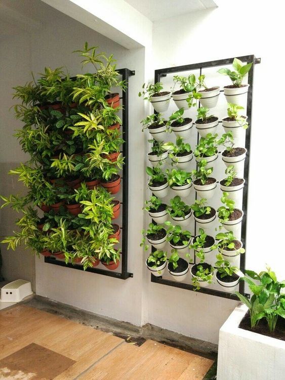 Tanaman Hias Pot: Mempercantik Depan Rumah