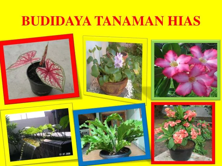 Kewirausahaan Budidaya Tanaman Hias: Peluang dan Strategi Sukses