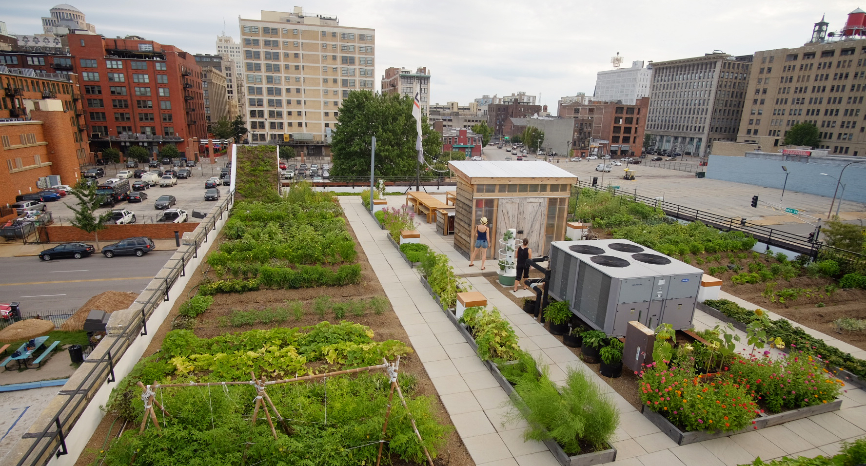 Urban Farming di Atas Atap: Solusi Pangan Masa Depan?