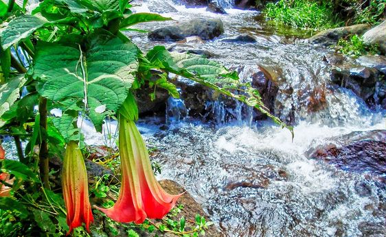 Sukses dari Hobi: Kisah Inspiratif Wirausahawan Tanaman Hias