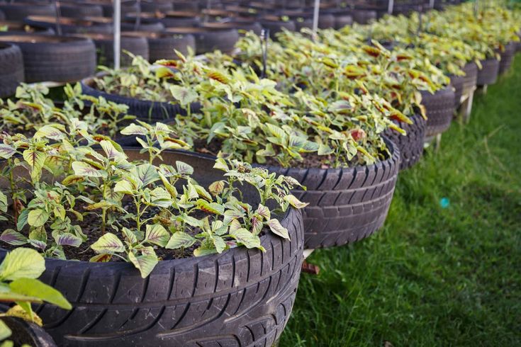 Konferensi Edukasi Urban Farming: Membangun Masa Depan Pangan Berkelanjutan