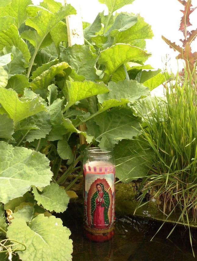 Urban Farming NYC: Peluang Sukarelawan yang Menyuburkan Kota