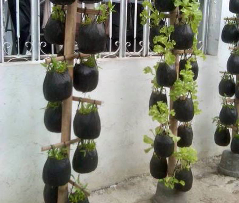 Contoh Vertikultur Vertikal: Inovasi Berkebun di Lahan Sempit