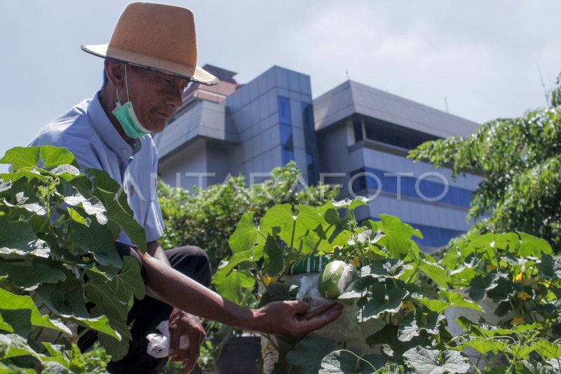 Urban Farming: Solusi Pangan dan Ruang Hijau Jakarta?