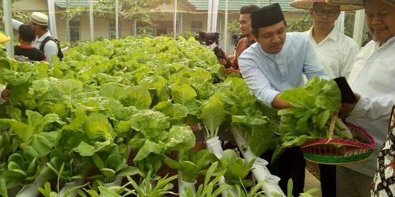 Menghias Ruang Terbatas: Strategi Budidaya Tanaman Hias di Lahan Sempit