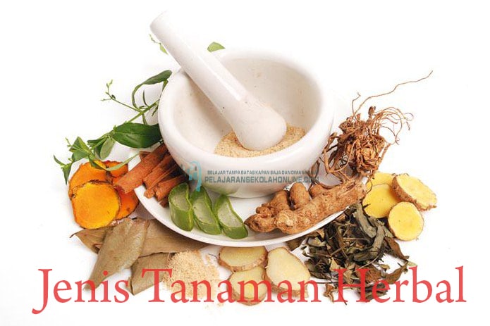 Peluang dan Tantangan Kewirausahaan Tanaman Obat