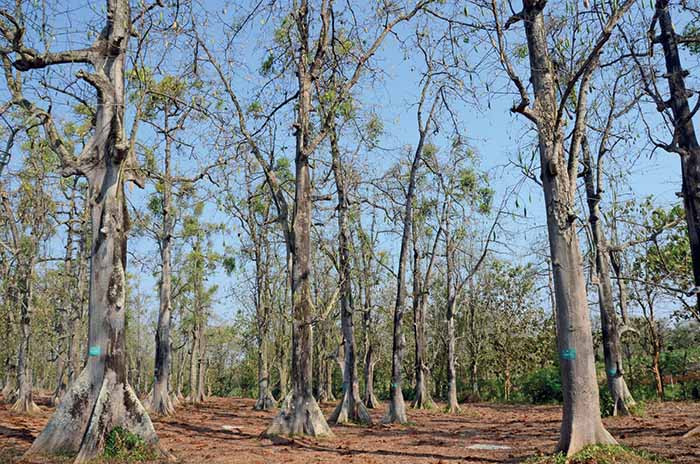 Kebun Mangga Kota Pasuruan: Potensi Tersembunyi dan Tantangan Pengembangan
