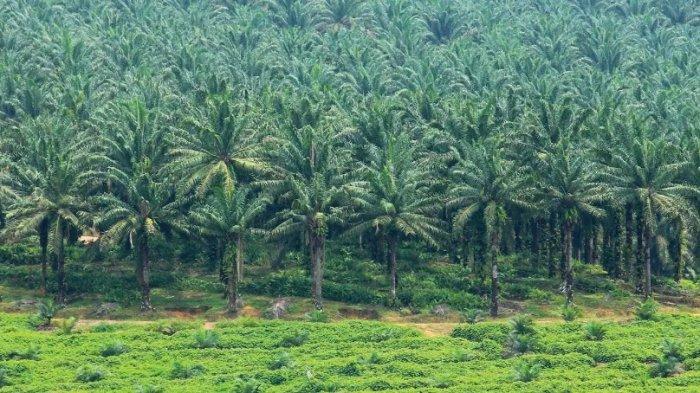 Kebun Sawit di Kota Warisan: Konflik dan Harmoni?