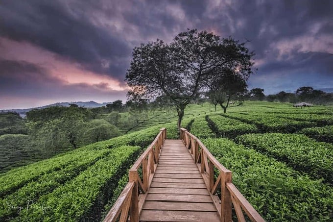 Kebun Teh di Malang: Potensi Wisata dan Sejarahnya