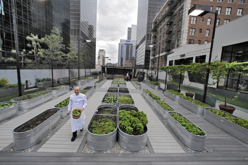 Urban Farming Los Angeles: Menumbuhkan Pangan di Tengah Beton
