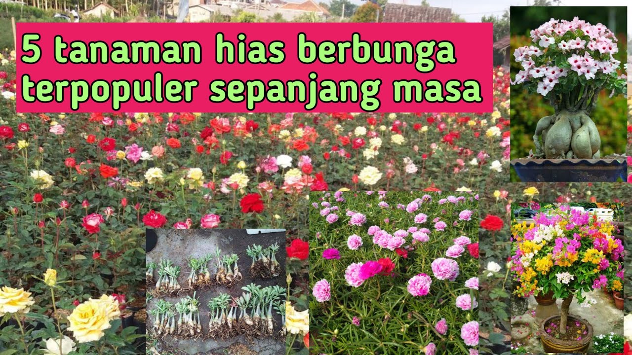 Tanaman Hias Outdoor Berbunga: Apa Saja Pilihan Terbaik?