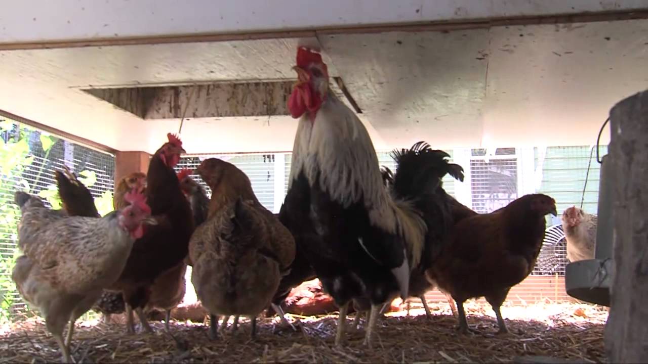 Urban Farming di YouTube: Sumber Inspirasi Pertanian Kota?