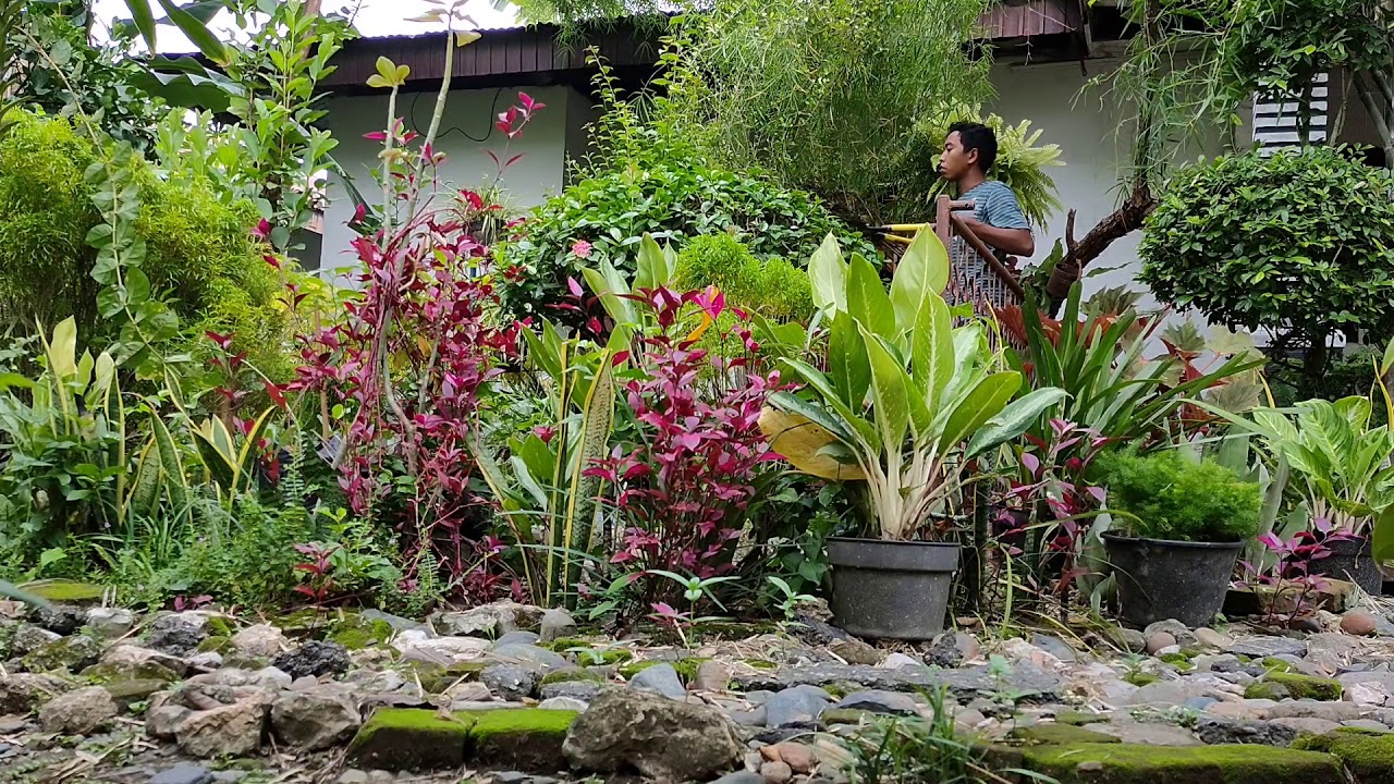Tanaman Hias Merambat untuk Mempercantik Fasad Rumah: Pilihan dan Cara Perawatannya?