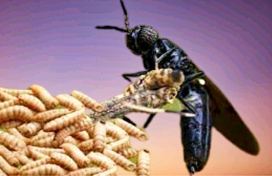 Maggot: Mesin Pengolah Sampah Organik Alami?