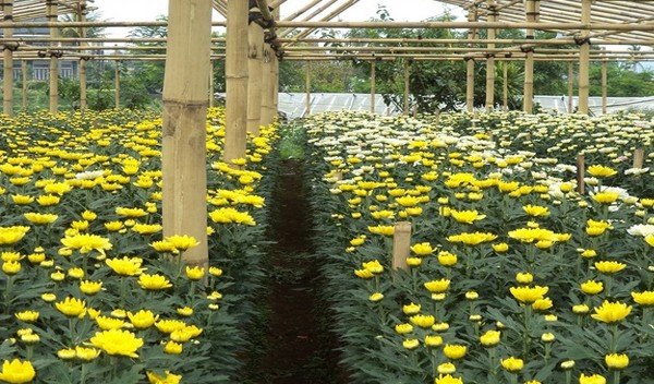 Bisnis Tanaman Hias: Peluang Menjanjikan untuk Pemula?