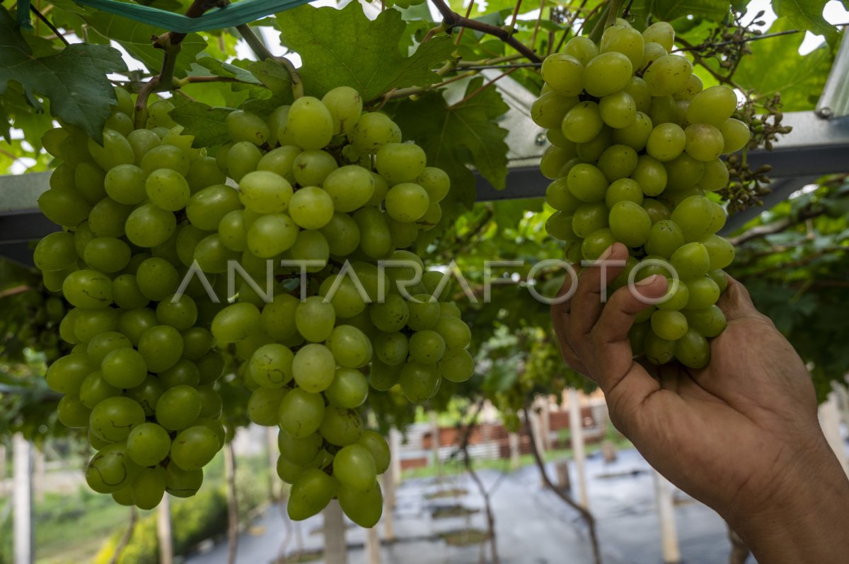 Kebun Anggur di Palu: Potensi Tersembunyi Sulawesi Tengah?