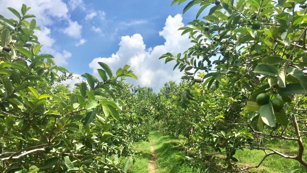 Kebun Strawberry Kusuma Agrowisata Batu: Surga Merah di Ketinggian