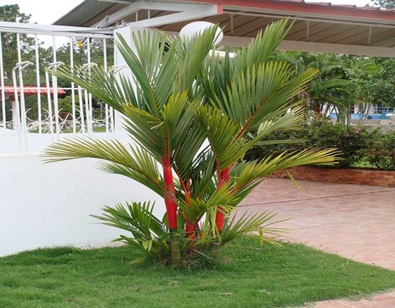 Tanaman Hias Depan Rumah: Perspektif Islam