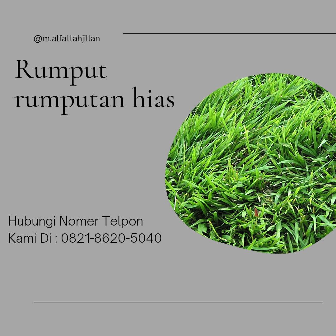 Rumput Hias: Lebih dari Sekadar Pelengkap Taman